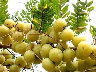 Gurveplanationi Amla Plant