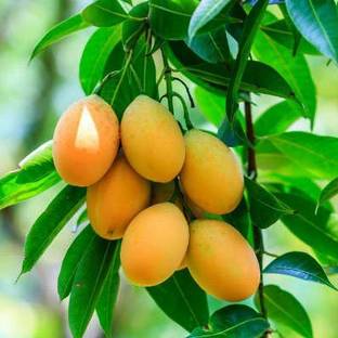 Dream mall Mango Plant