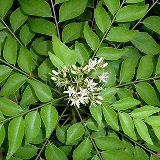 FURYHUB Curry Leaf Plant