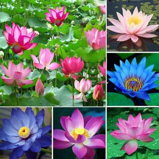 KANAYA Lotus Seed