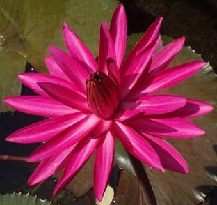 WILLVINE Asian Red Waterlily Lotus Fresh Seeds Seed