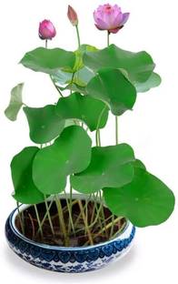 VibeX ™ VXI-18 Bonsai Lotus Seeds Water Lily Plants for Ponds Seed