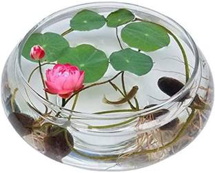 VibeX ® LXI-174 Flower Lotus Seeds Aquatic Plant Beautiful Seed
