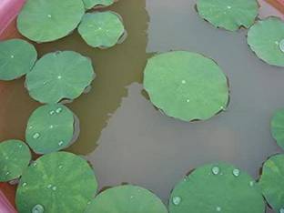 VibeX Lotus Seed