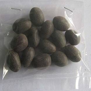 VibeX ® CBZ-1167 Mini Lotus Seeds Bonsai Seeds Set Hydrophyte Seed