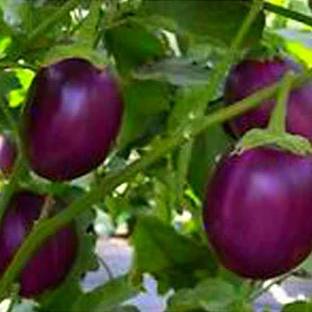 CYBEXIS GUA-49 - Organic Desi Round Brinjal Plant - (150 Seeds) Seed
