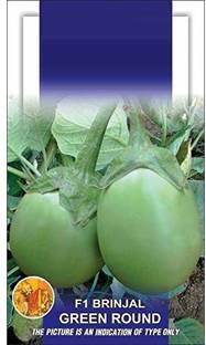VibeX ™ XII-181-Brinjal Eggplant F1 Green Round Vegetable Seeds Seed