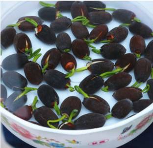 CRGO ™ RDX-1121 Mini Lotus Seeds Bonsai Seeds Set Hydrophyte Seed