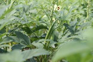 VibeX ® IARI-1014-OKRA/VENDAKAI/VENDAKA SEEDS Seed