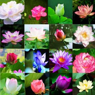 VibeX ™ XII-805 Rare mixed color Seed Bowl Lotus Flower Seed