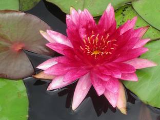 VibeX Water Lily kit - Pond Plants Water Lilies Aquatic Plants-Bareroot Seed