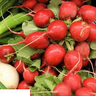 VibeX GBPUAT-312 Radish Seeds Red Globe Seed