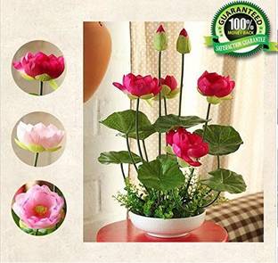 WILLVINE Lotus Seeds Seed