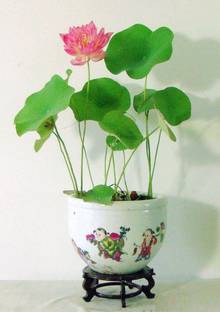 VibeX bonsai Lotus Seed