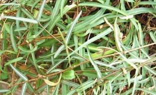 Indiana Herbalife Indian Sarsaparilla Plant
