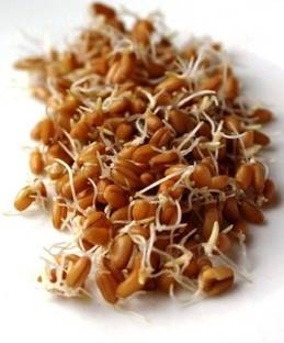 VibeX Wheatgrass Seed