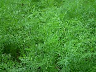 Paudha Dill soya Seed