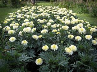 XOLDA Genda phool (marigold) Seed