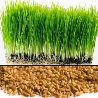 VibeX Wheatgrass Seed