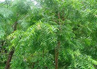 saraswati traders Neem Plant