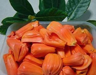 saraswati traders Jackfruit Plant
