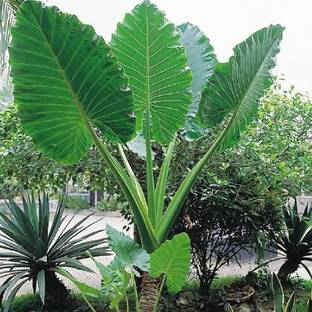 saraswati traders ZZ Plant
