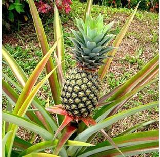 Grinian Pine Apple Plant