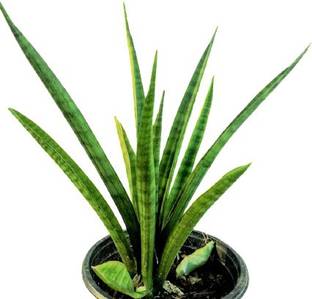 Grinian Snake Plant