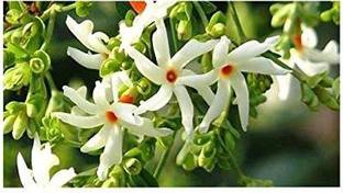 saraswati traders Parijat/Harsingar Plant