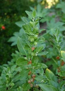 MODERN PLANT Ashwagandha/Indian Ginseng