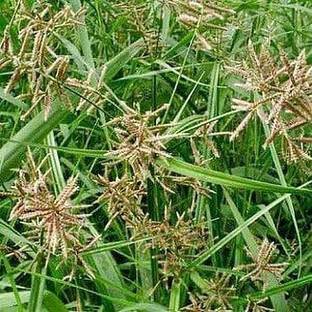 saraswati traders ZZ Plant