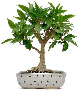 Tigress Ficus Plant
