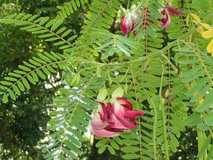saraswati traders ZZ Plant