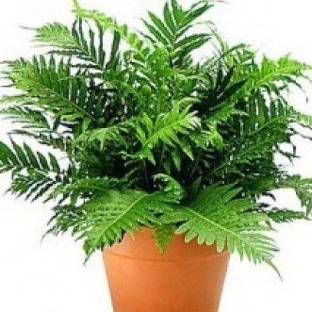 Grinian Fern Plant