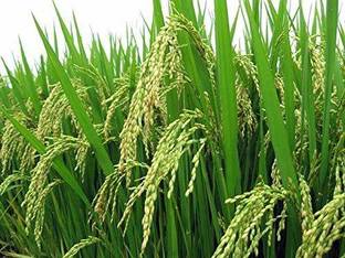 VISION CRAFTED Rice Paddy Seed for Sowing - Pure Pusa Basmati Seeds -1509 Variety - 1 KG Seed
