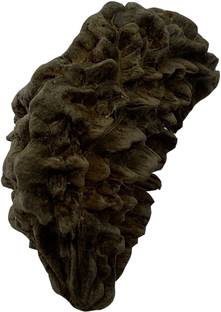 Mahant Ji 100% Certified Original & Natural Ek Mukhi / One Mukhi Nepali Rudraksha With Gangajal And Chandan Wood