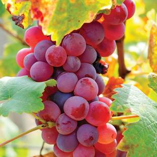 Entacloo Grapes Plant