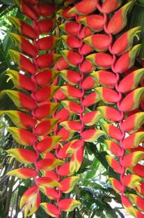 saraswati traders Bird of Paradise Plant