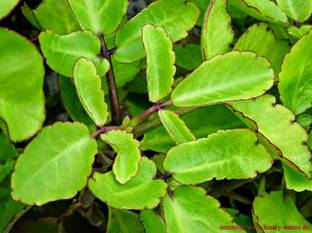saraswati traders Bryophyllum Pinnatum/Patharchatta Plant