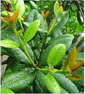 saraswati traders ZZ Plant