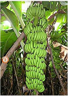 Ukanda Banana Plant