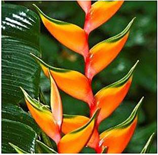 saraswati traders Bird of Paradise Plant