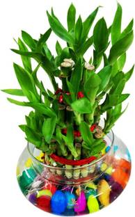 AGAMI Three Layer Bamboo Plant