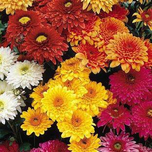 Farm seeds Chrysanthemum flower organic seeds (beej), Chrysanths, Guldaudi, Mums, Gul-e-daudi, best for home and gardening purpose, Premium Seed