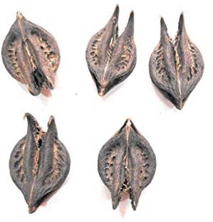 Herbocure Bat head rood seed, Devil Pods, Evil Pods Seed