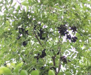 Indiana Herbalife Jamun Plant