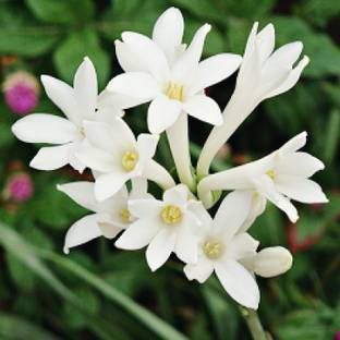 vatikalive Tuberose/Rajnigandha Plant
