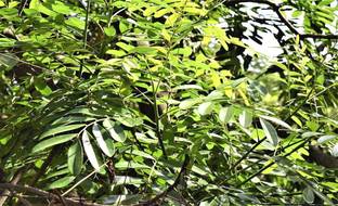 Indiana Herbalife Paradise Tree Plant