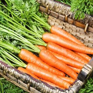VibeX Vegetable Seeds, Carrot - Berlicum Seed