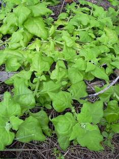 VibeX ® LXI-244-Tetragonia tetragonoides, New Zealand Spinach Seed